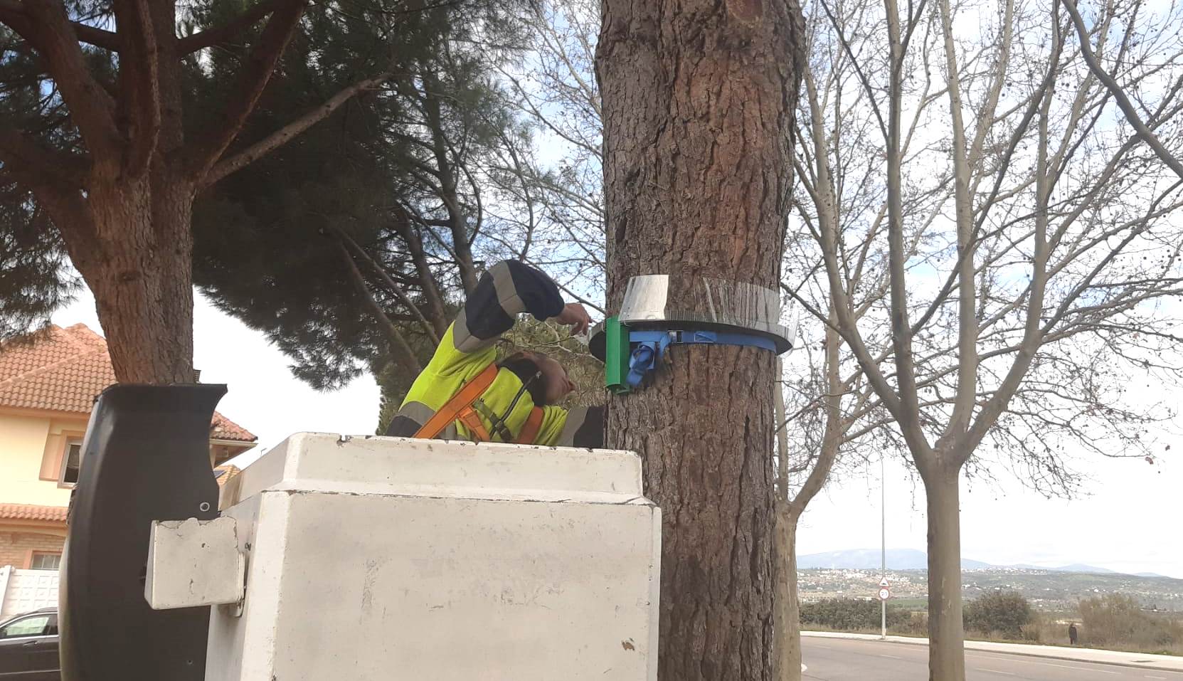 Operario del servicio de jardines colocando un anillo para el control de la procesionaria en un árbol.