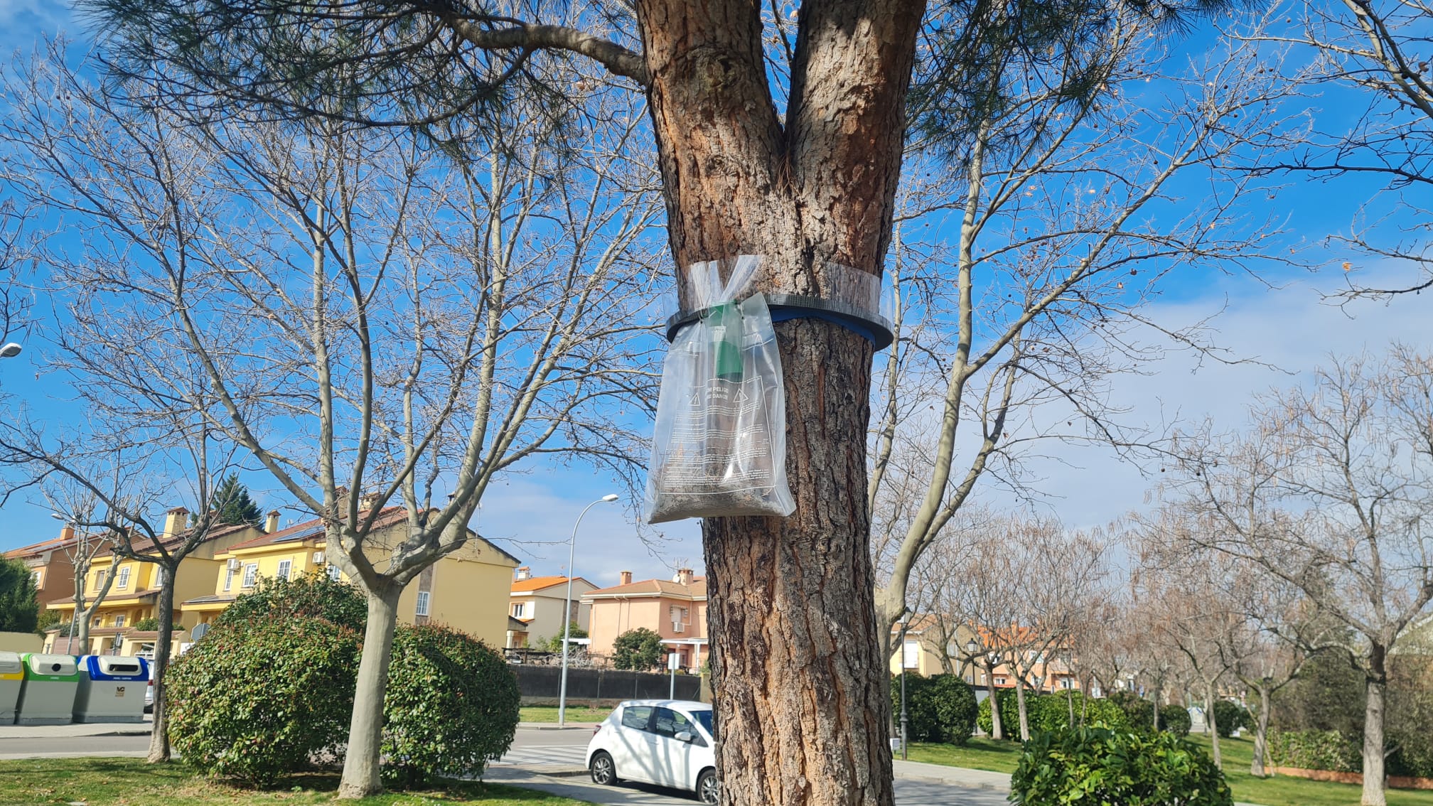 Anillo para el control de la procesionaria en un árbol del municipio.